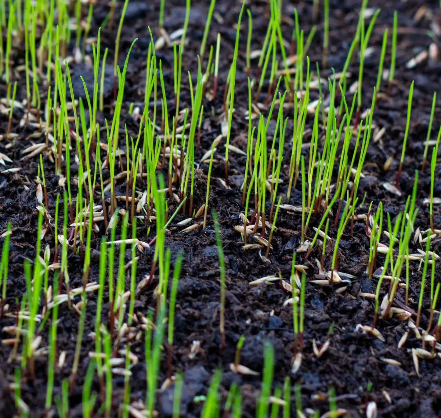 Young grass seedlings sprouting from dark soil after hydroseeding in Knoxville